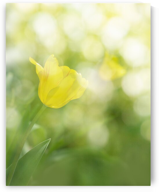 Yellow Tulips II by Joan Han