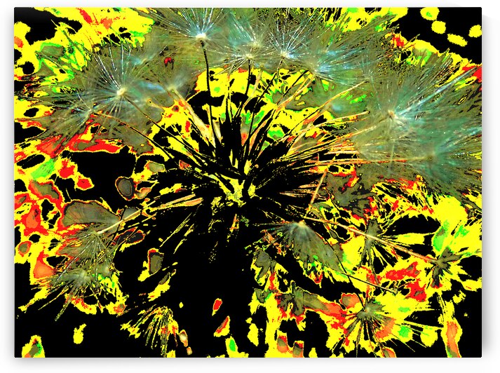 Bright Abstract Dandelion Clock by Catriona Roberts Nature Photography and Designs