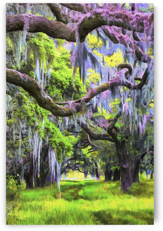 20160411 Spanish Moss in Georgia 0001 DAP Neo Rap by Images By Jon Evan