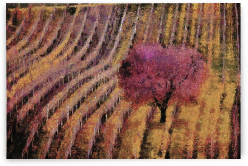 Wine Country in Czech by Images By Jon Evan