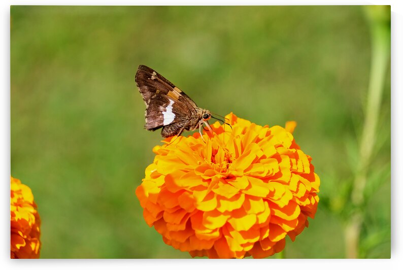 Marigold Thrones and Winged Kings by Click4Pix