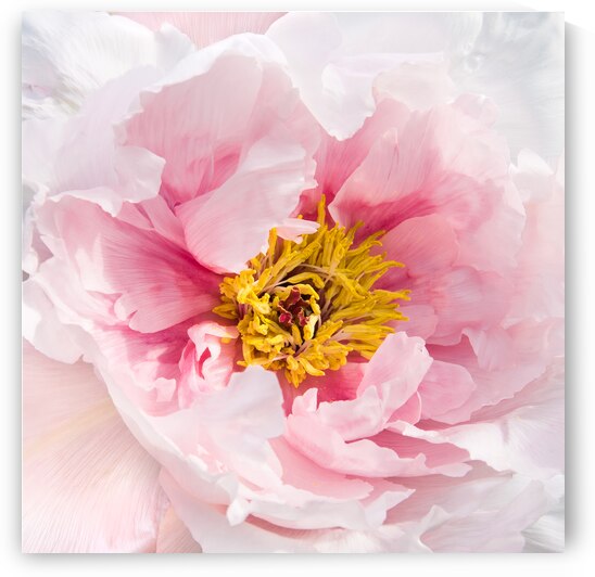 Peony Petals | Flower by Wildhood