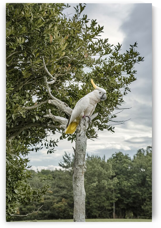 cockatoo on tree 2 by Ana Dragan