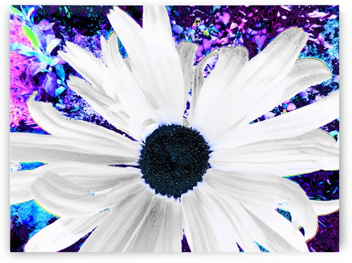 Abstract Vibrant Contrasting Daisy by Catriona Roberts Nature Photography and Designs