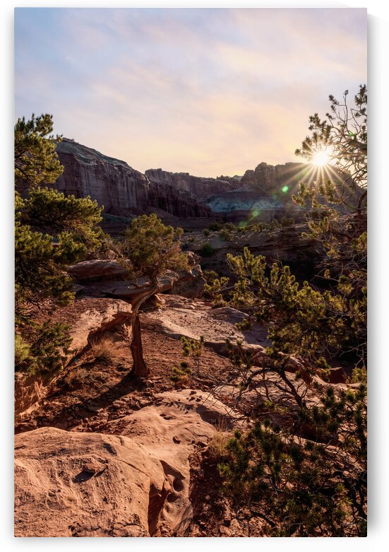 Capitol Reef Cedar Sunrays Sunrise Vertical by Jennifer White