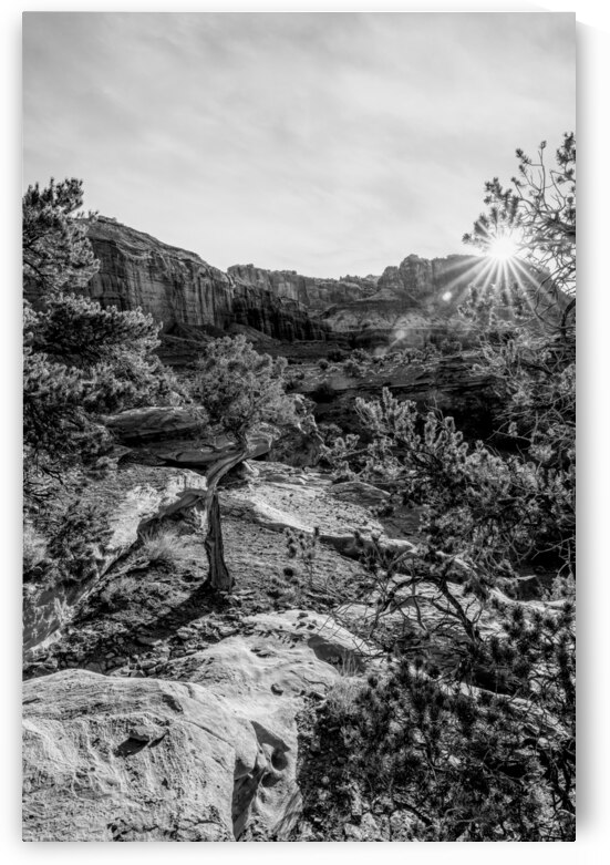 Capitol Reef Cedar Sunrays Sunrise Vertical Grayscale by Jennifer White