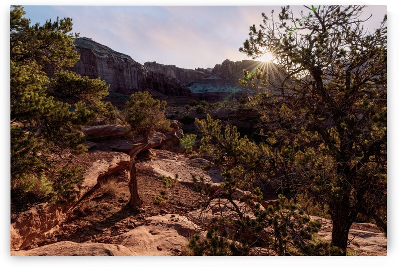 Capitol Reef Cedar Sunrays Sunrise by Jennifer White