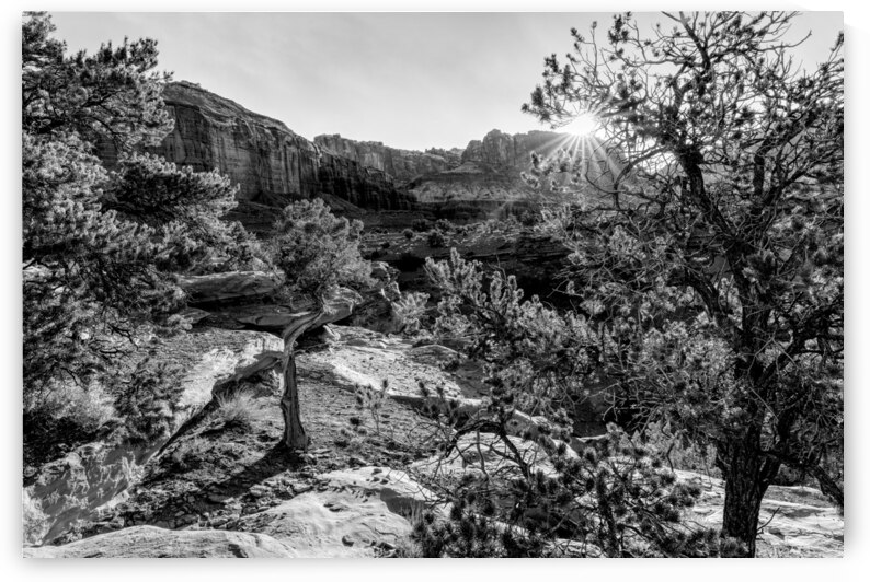 Capitol Reef Cedar Sunrays Sunrise Grayscale by Jennifer White