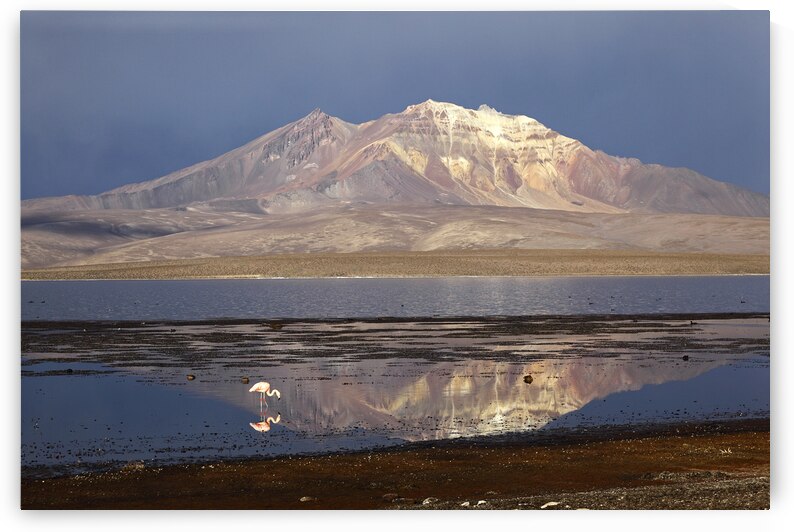 Chilean Flamingo at Lake Chungara on a stormy afternoon by Magical Andes Photography