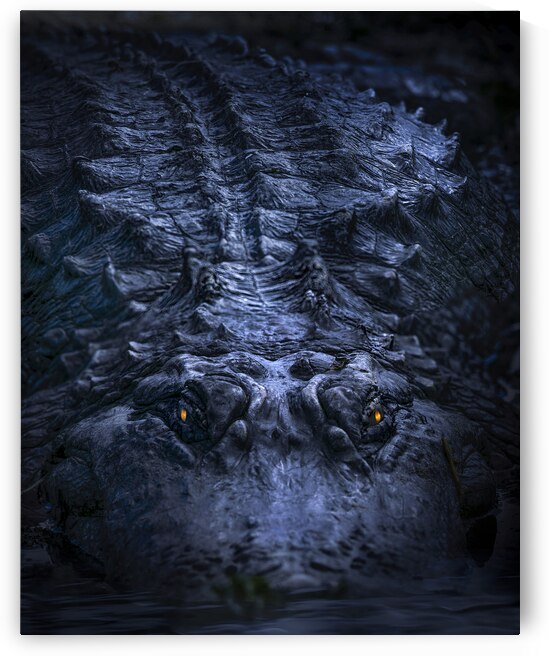 Kingdom of the Alligator by Visual Voyages Fine Art