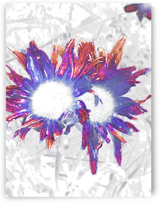Abstract Daisy Duo in Blue and Red by Catriona Roberts Nature Photography and Designs