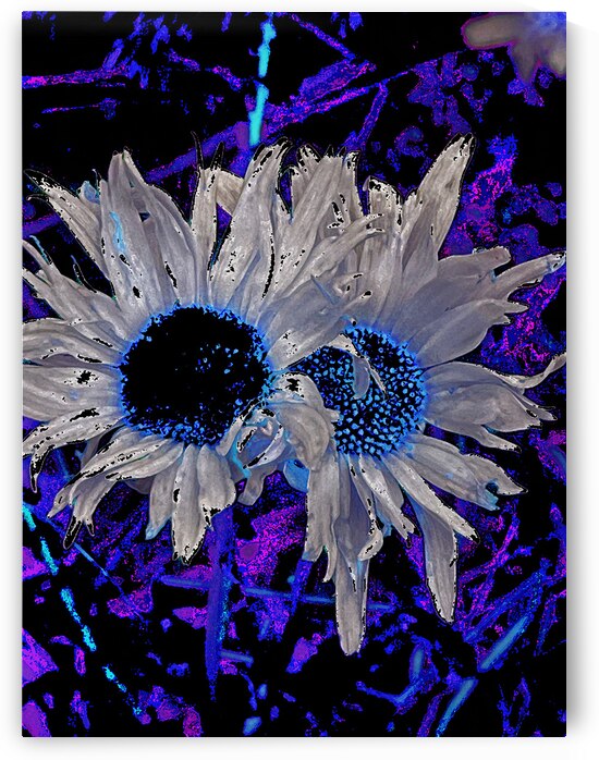 Abstract Daises Duo on an Abstract Background  by Catriona Roberts Nature Photography and Designs