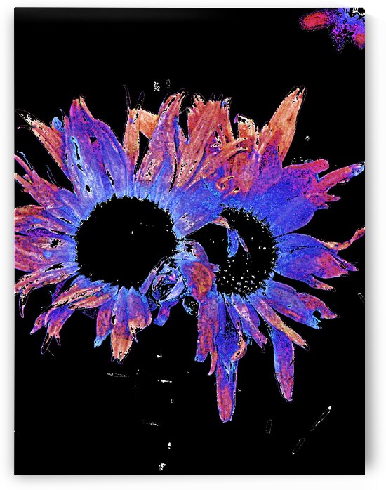 Abstract Daisy Duo in Blue and Orange  by Catriona Roberts Nature Photography and Designs