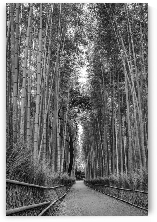 Mighty Arashiyama bamboo forest | monochrome by Melanie Viola