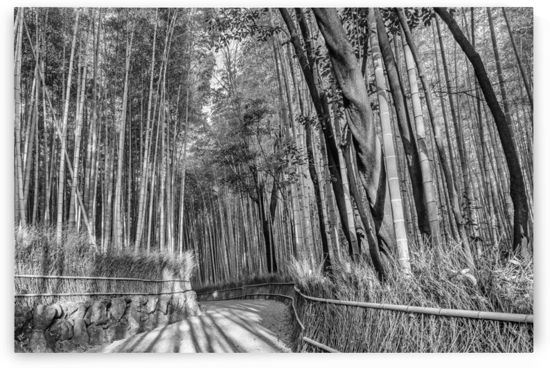 Impressive Arashiyama Bamboo Forest | monochrome by Melanie Viola
