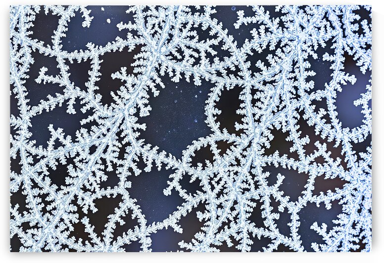 Intricate patterns of frost or ice crystals cover by Sofia Olinescu