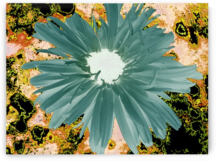 Abstract Vibrant Green Daisy by Catriona Roberts Nature Photography and Designs