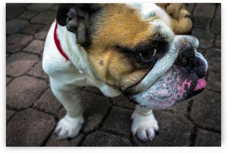Bulldog by One Simple Gallery