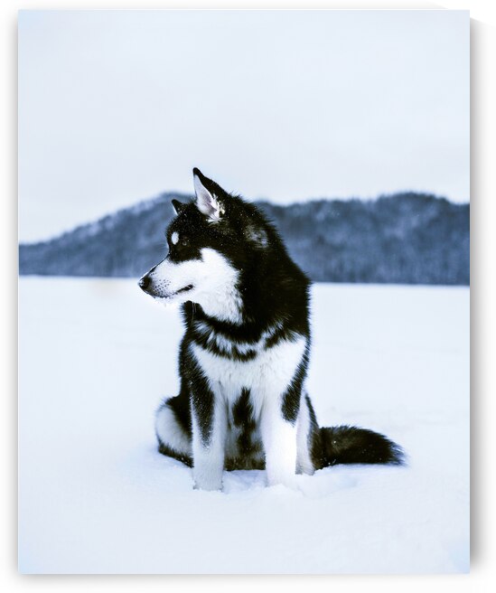 Alaskan Malamute Dog by One Simple Gallery