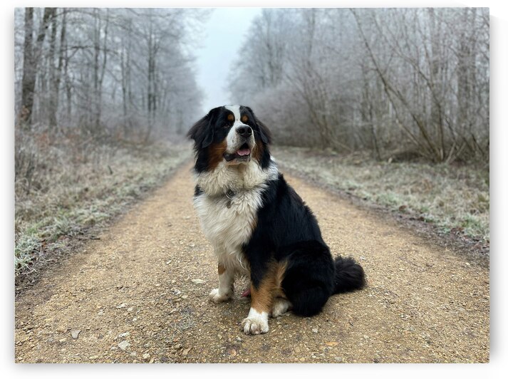 Bernese Mountain Dog by One Simple Gallery