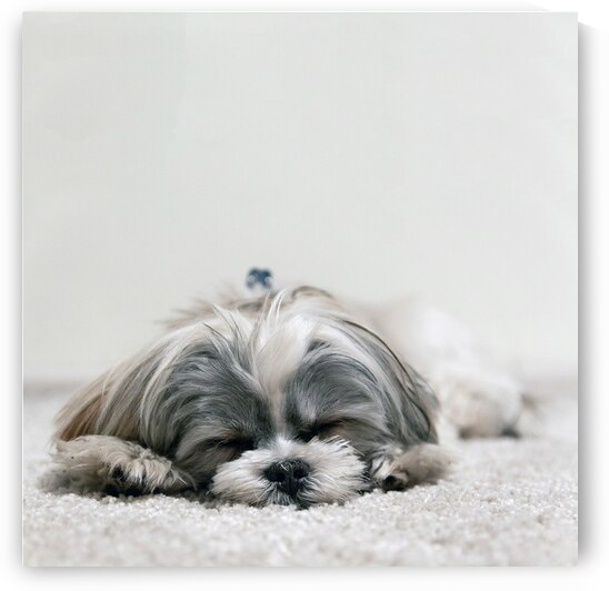 Shih Tzu Dog by One Simple Gallery