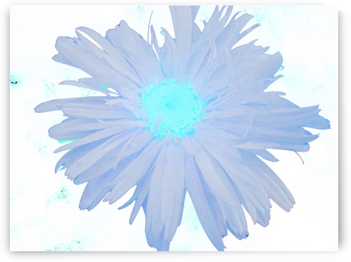 Abstract Ethereal Daisy by Catriona Roberts Nature Photography and Designs