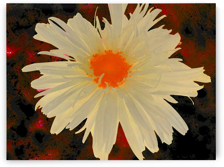 Abstract Orange Daisy with Abstract Background by Catriona Roberts Nature Photography and Designs
