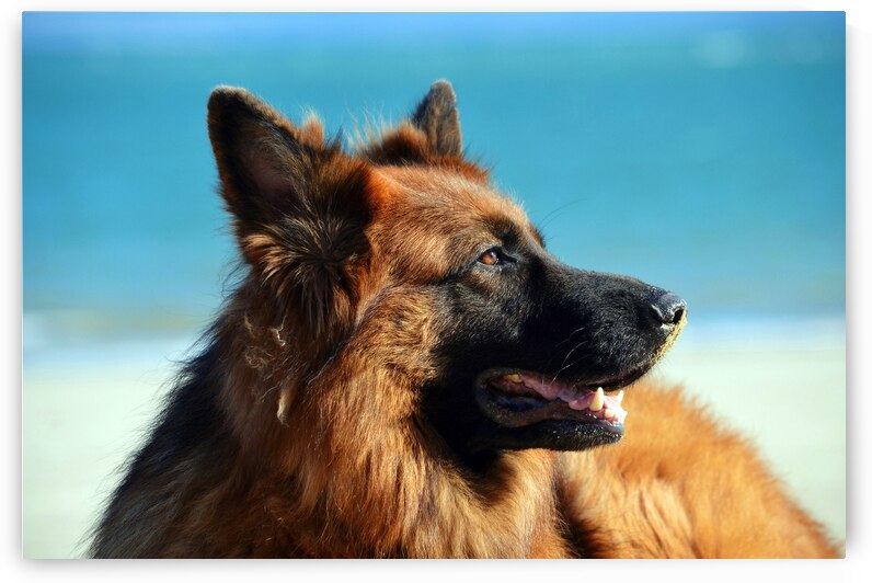 German Shepherd Dog by One Simple Gallery