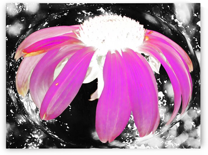  Abstract Pink Cone Flower by Catriona Roberts Nature Photography and Designs