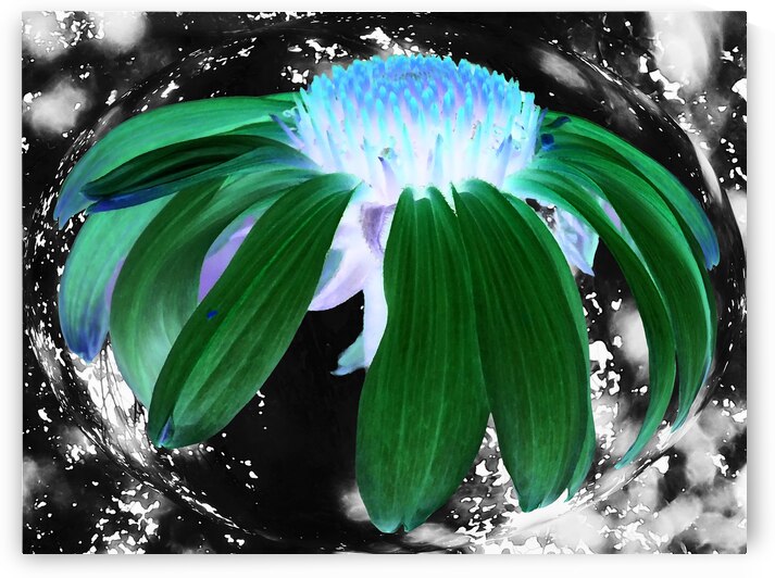  Abstract Green Cone Flower by Catriona Roberts Nature Photography and Designs