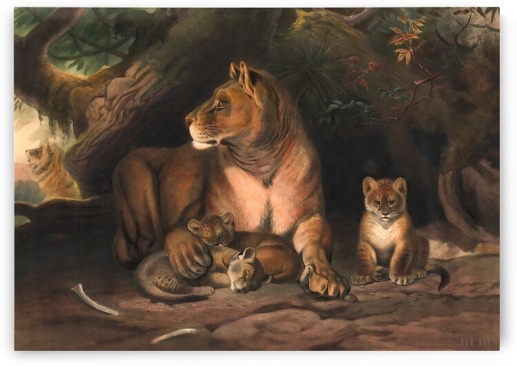Circa 1861 Art Reproduction: The Lion by Row One Brand