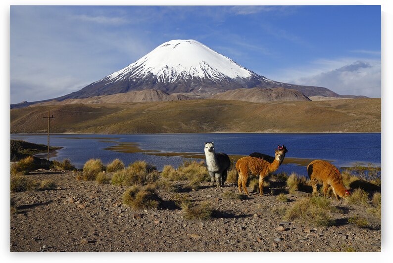 Alpacas Lake Chungara and Parinacota Volcano Chile by Magical Andes Photography