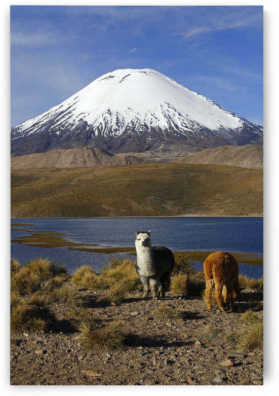 Alpacas and Parinacota Volcano Chile by Magical Andes Photography