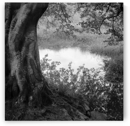 Summer Pond by Dave Bowman