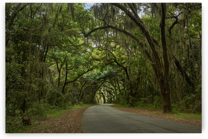 Trees covering a road by Images By Jon Evan