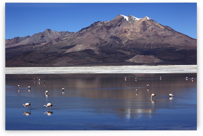Salar de Surire and flamingos Chile by Magical Andes Photography
