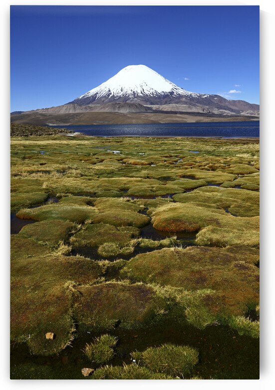 Parinacota volcano and wetlands on shore of Lake Chungara by Magical Andes Photography