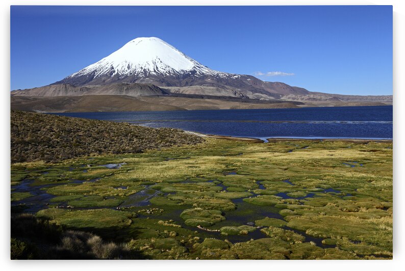 Bofedal wetlands Lake Chungara and Parinacota volcano by Magical Andes Photography