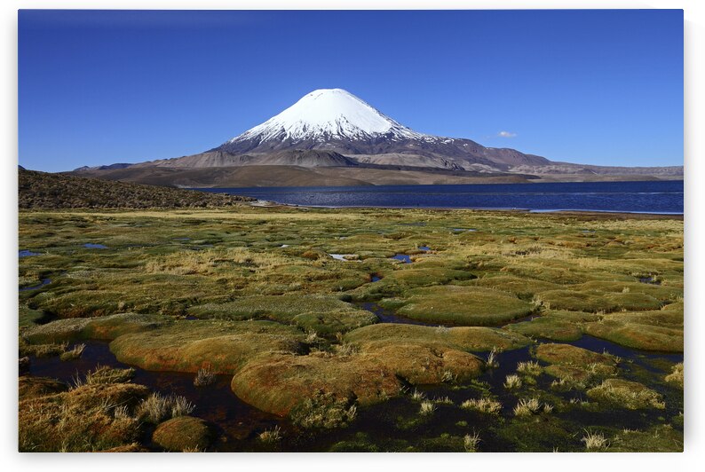 Bofedales on shore of Lake Chungara and Parinacota volcano by Magical Andes Photography