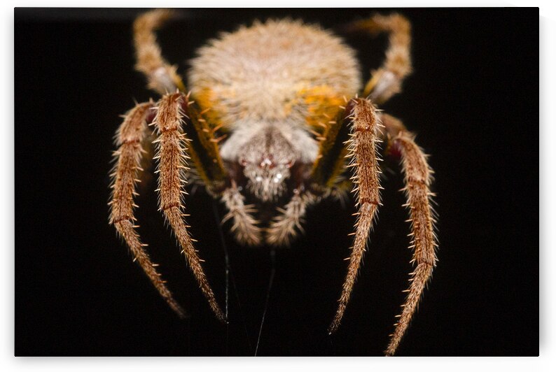 The Nocturnal Architect by Visual Voyages Fine Art