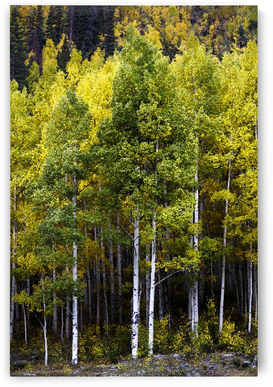 A few Aspens by Images By Jon Evan