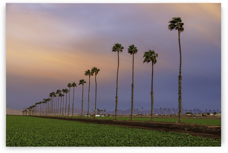 Twilight Palms: Serene Fields at Sunset in Yuma AZ by Shallowshark