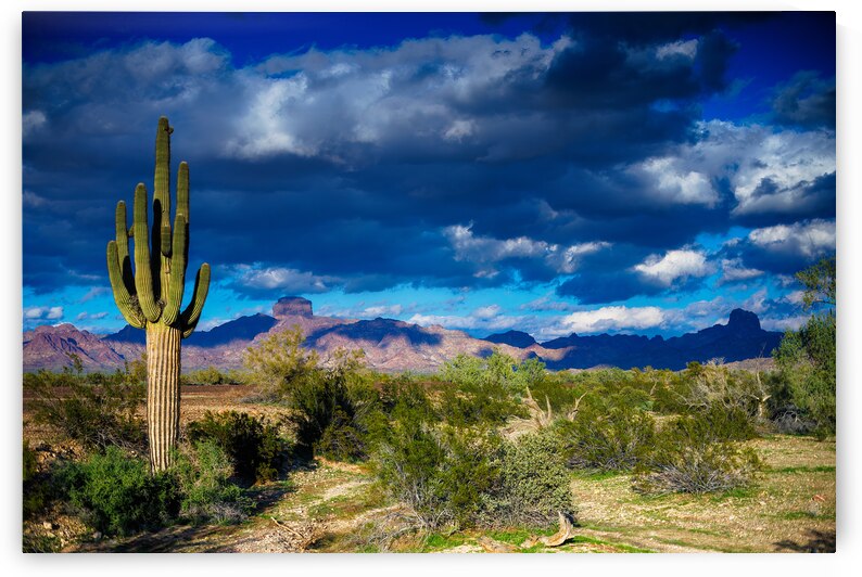 Desert Majesty: Castle Dome and Saguaro in Kofa National Wildlife Refuge Yuma AZ by Shallowshark