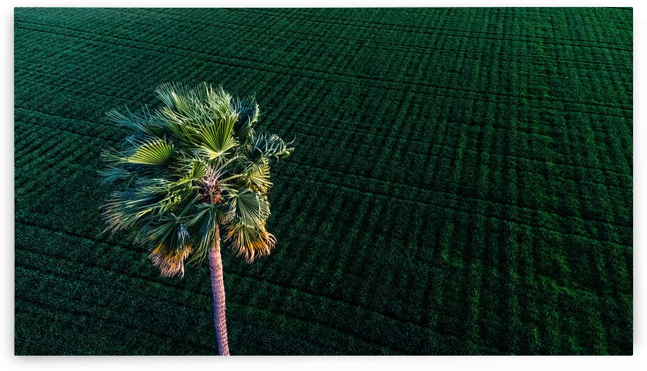 Green Fields of Yuma: Aerial View with Desert Palm by Shallowshark