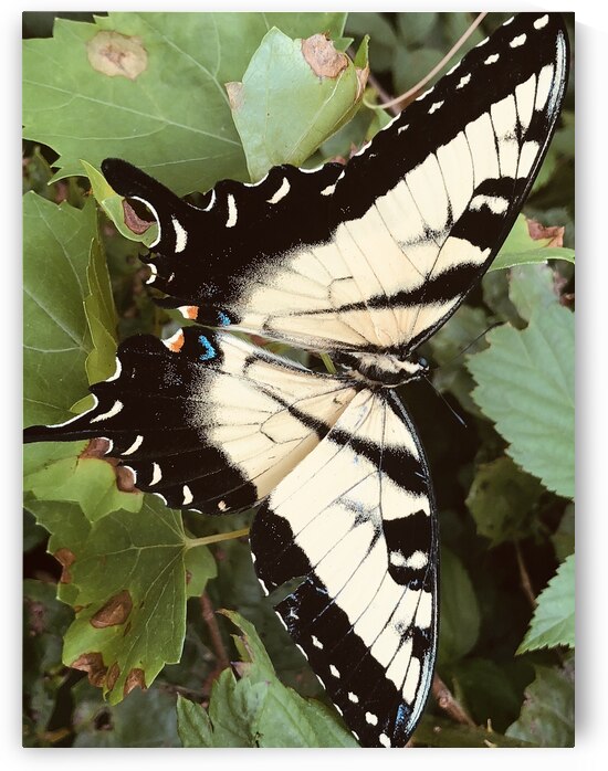 Eastern Tiger Swallowtail by WRR