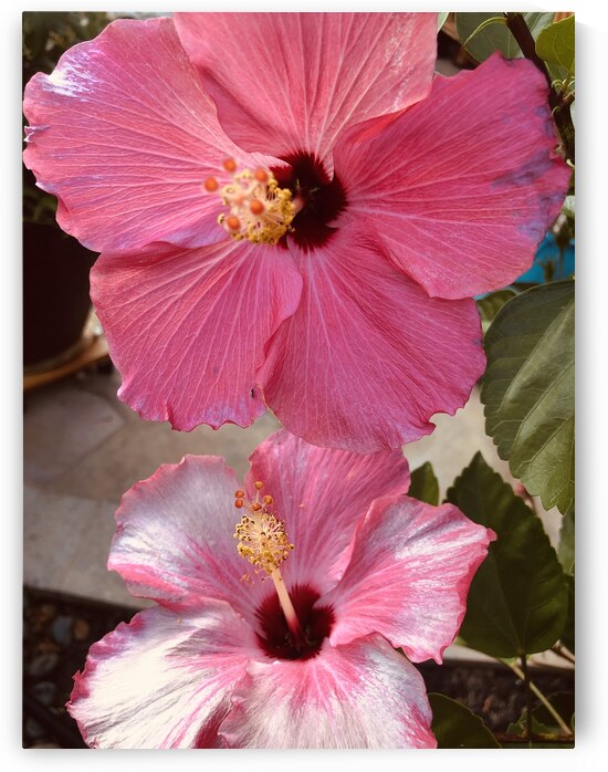 Hibiscus Flower by WRR