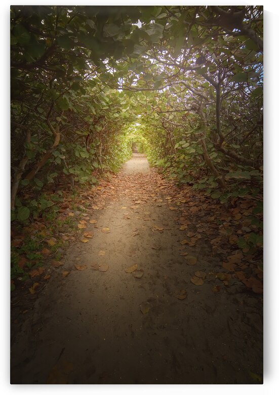 Pathways to Imagination by Visual Voyages Fine Art