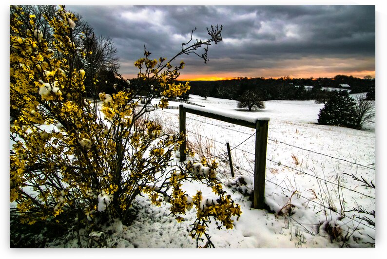 Virginia Farm  Forsythia Snowy Sunset by Norma Brandsberg Photography