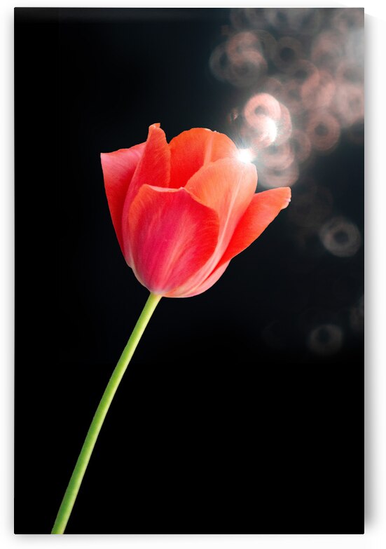 Red Tulip V by Joan Han