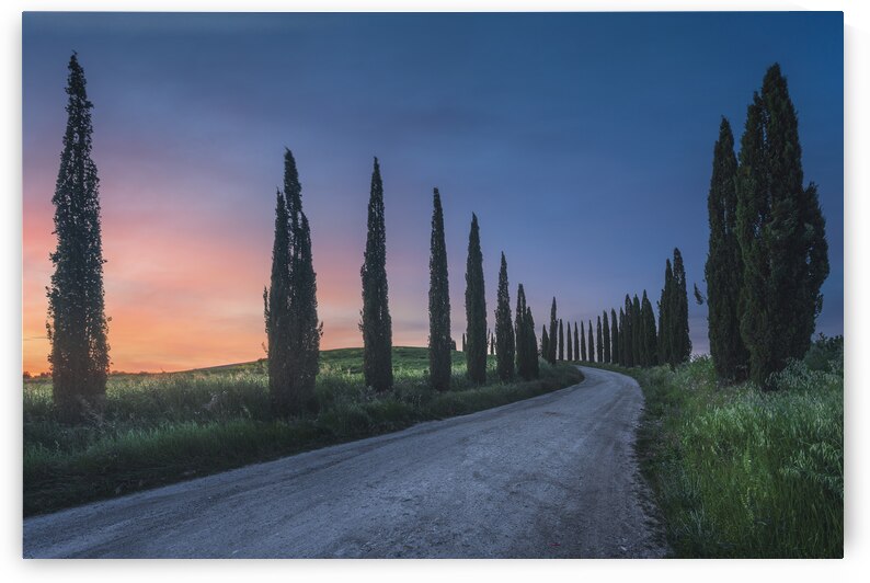 Country road with cypress trees at sunset. Tuscany by Stefano Orazzini